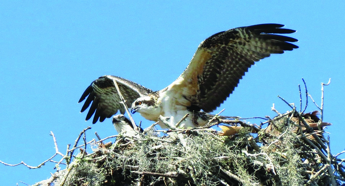 Samantha Bisceglia submitted this photo of an osprey family in its nest on Siesta Key.