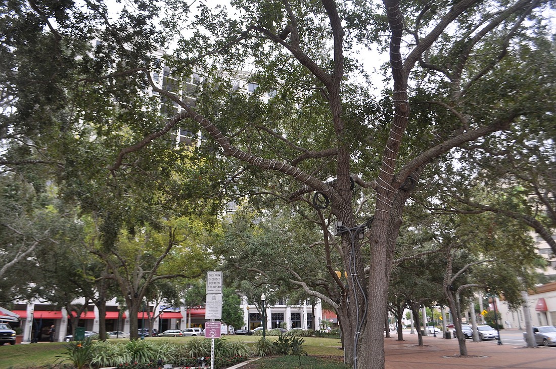 The lights installed at Five Points Park in 2011 are still in the trees, but have been shut off since June. The DID is considering new systems for lighting the park's trees.