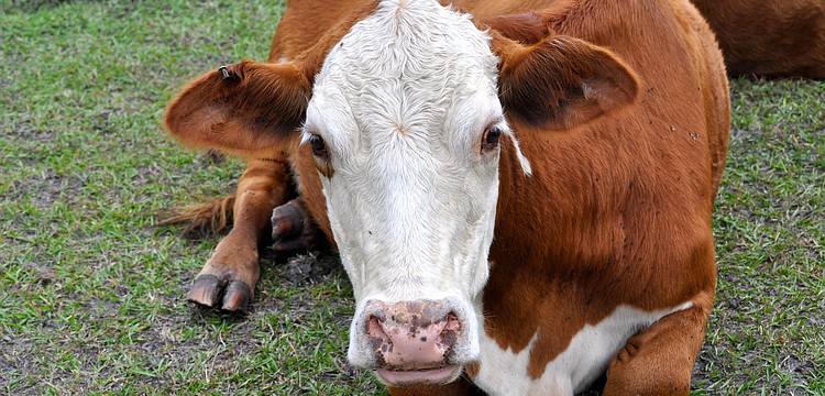 The festivities aren't just for the humans.