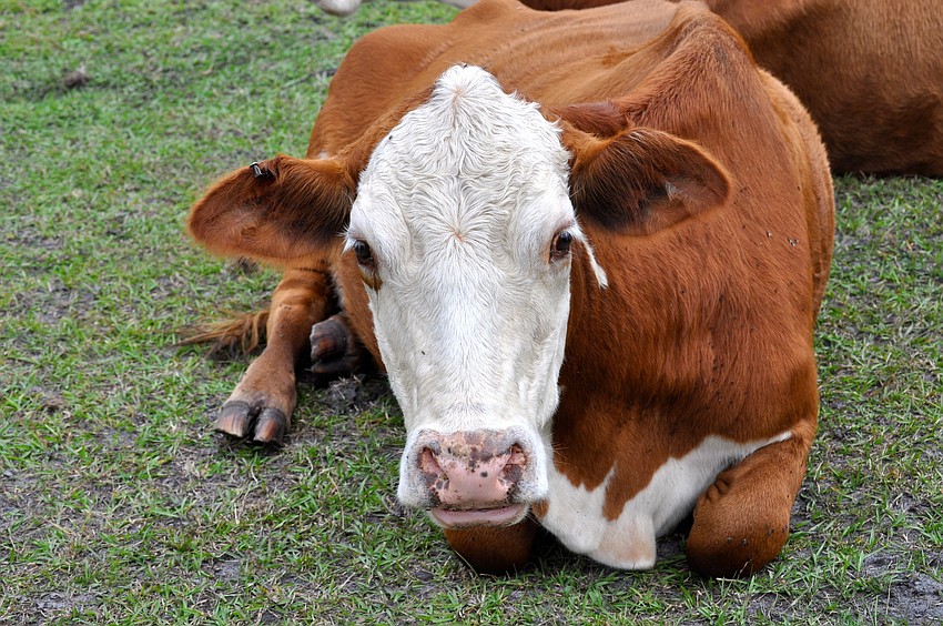 The festivities aren't just for the humans.