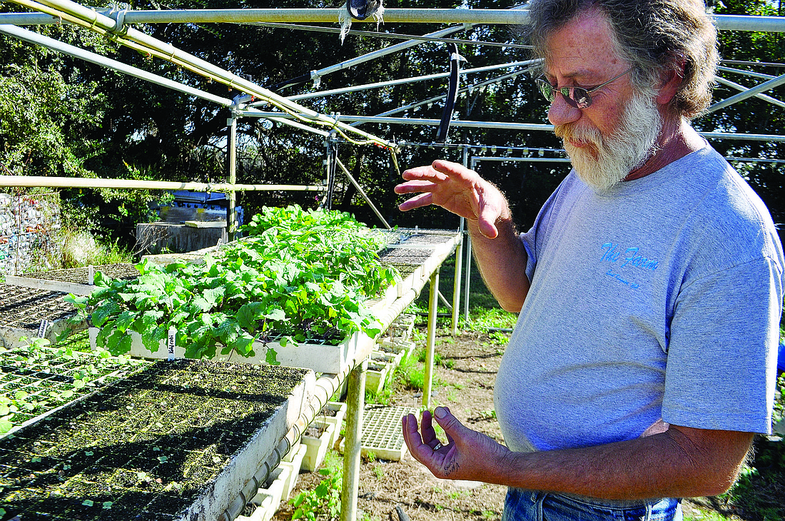Eden Farms and Market Owner Sam Caruso shows his hardest hit area during the wet summer Ã¢â‚¬â€ the seedling house.