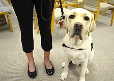 Millard, Ambassador Dog for Southeastern Guide Dogs