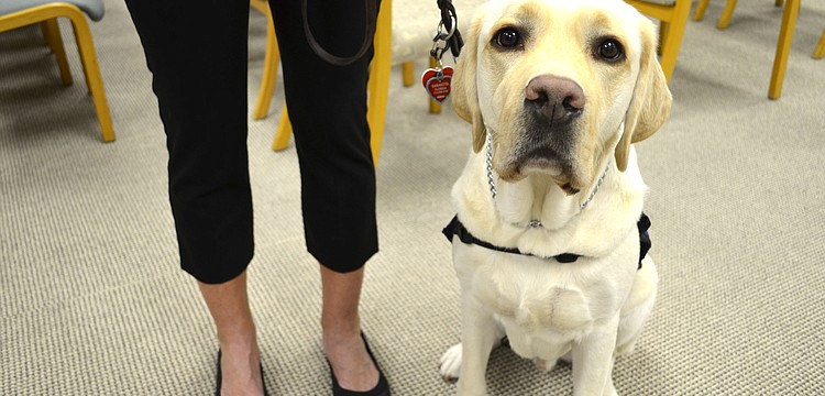 Millard, Ambassador Dog for Southeastern Guide Dogs