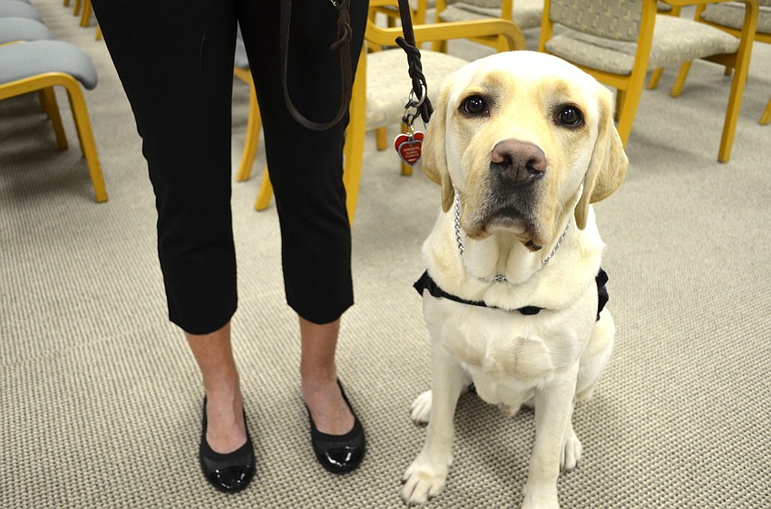 Millard, Ambassador Dog for Southeastern Guide Dogs