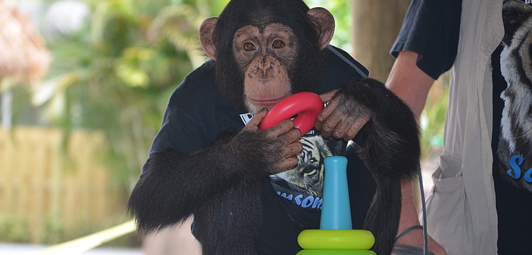 Chance is four years old and lives at home with Pam Rosaire-Zoppe