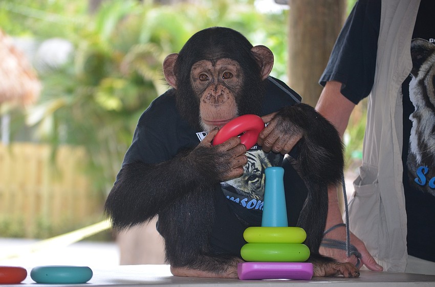 Chance is four years old and lives at home with Pam Rosaire-Zoppe