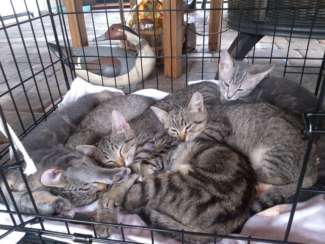 Six kittens that were born on Longboat Key are in need of a loving home. (Courtesy photo)