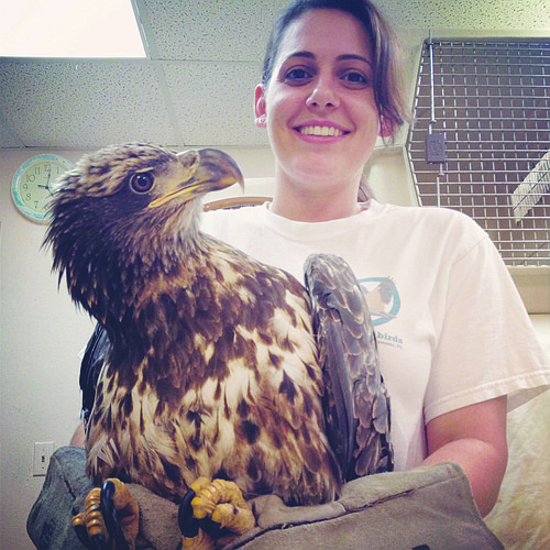 Courtesy photo. Sarah Olivero, SOS avian hospital administrator, with the injured bald eagle.