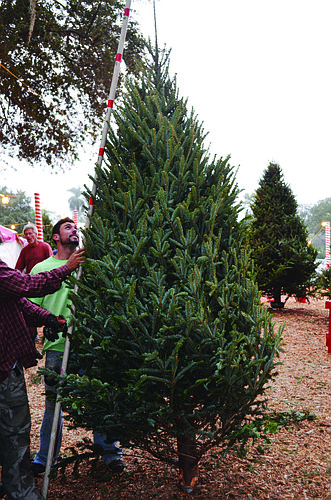 Workers at Sarasota High School's tree sale measure a Fraser fir. Trees are priced by height and type.