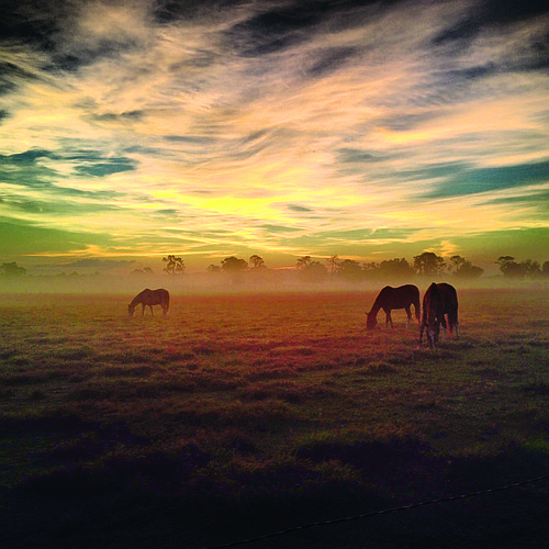 Todd Garrett submitted this sunrise photo, taken at Myakka Head.