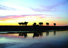 The Kibler family ranch was set to go to auction June 6.