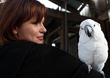 Valerie Dimond and Gabby, an Umbrella Cockatoo, greet visitors.