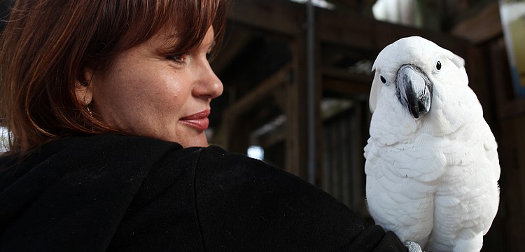 Valerie Dimond and Gabby, an Umbrella Cockatoo, greet visitors.
