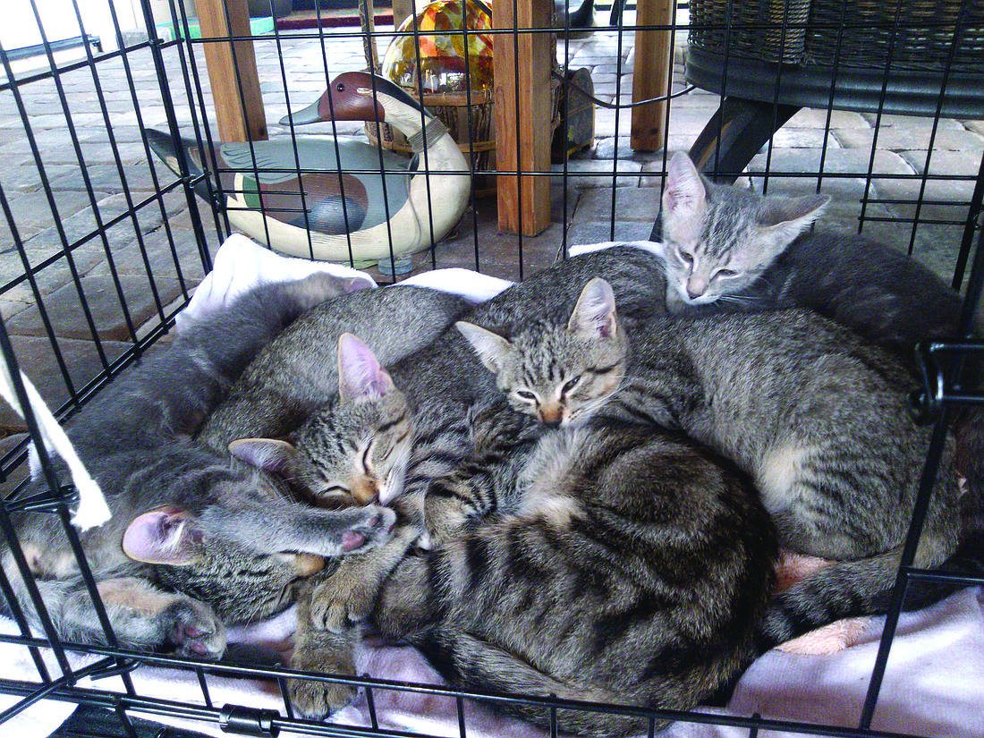 Courtesy photo. The six socialized feral kittens are available for adoption to loving owners who are willing to keep them indoors or in a caged lanai.