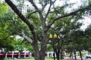 Lights installed at Five Points Park in 2011 remain in the trees, but have been shut off since June. The DID has struggled to agree on a replacement system since then.