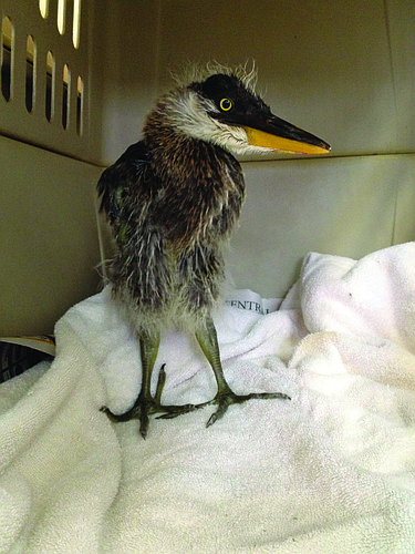 Kelsey Grau. A great blue heron arrived at Save Our Seabirds in early January.