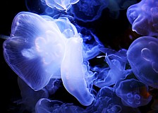 On Wednesday, Jan. 8, the mesmerizing jellyfish swim around their tank at Mote Aquarium.