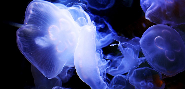 On Wednesday, Jan. 8, the mesmerizing jellyfish swim around their tank at Mote Aquarium.