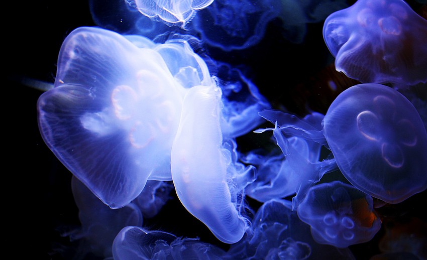 On Wednesday, Jan. 8, the mesmerizing jellyfish swim around their tank at Mote Aquarium.