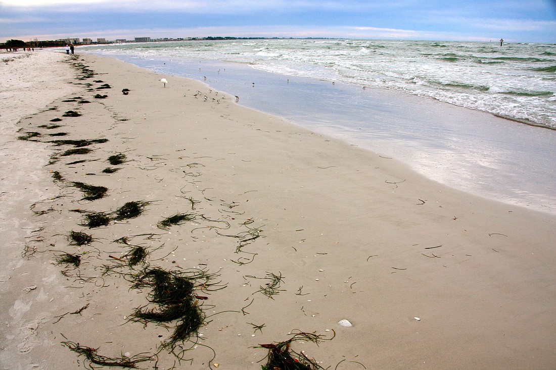 Low tides have left Siesta Beach covered in seaweed.