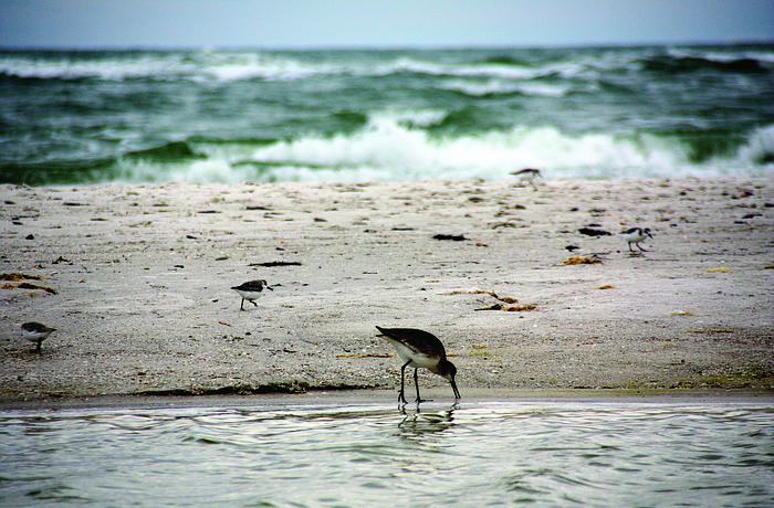 Nolan Peterson A tidal pool that collected at the north end of Siesta Beach in the fall, seen here, became a feeding area for both migrating and local shorebirds during the winter.