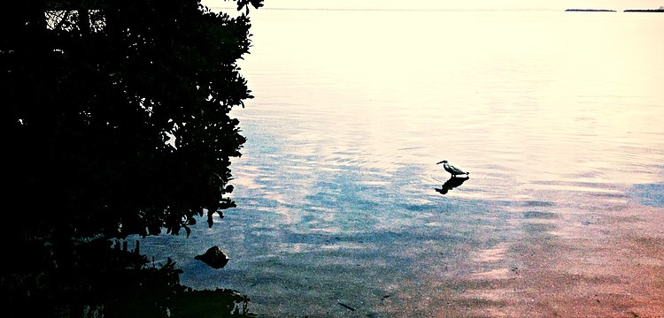 A mud stork stays close to the shore and the nature trail on Monday, Jan. 20, at Joan M. Durante Community Park.