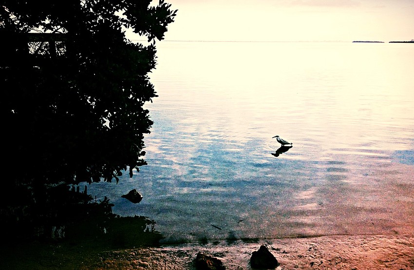 A mud stork stays close to the shore and the nature trail on Monday, Jan. 20, at Joan M. Durante Community Park.