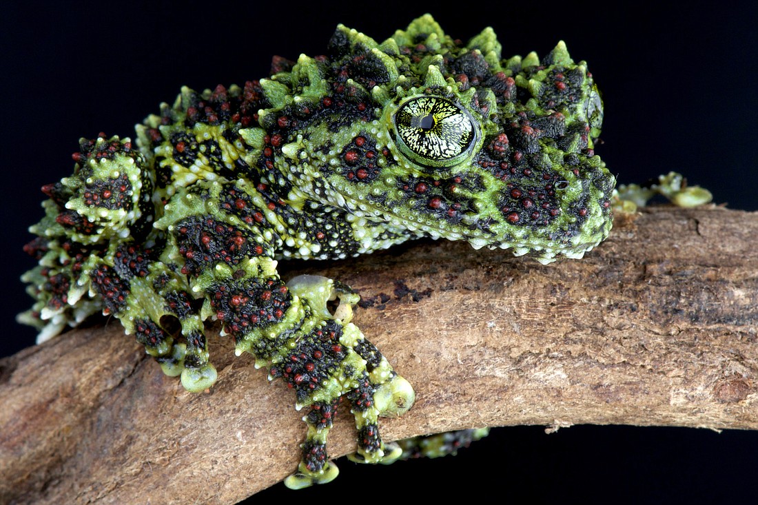 The Vietnamese mossy frog, a master of camouflage, will be among the first frogs ever to be on display at Mote. (Mote Marine Laboratory)