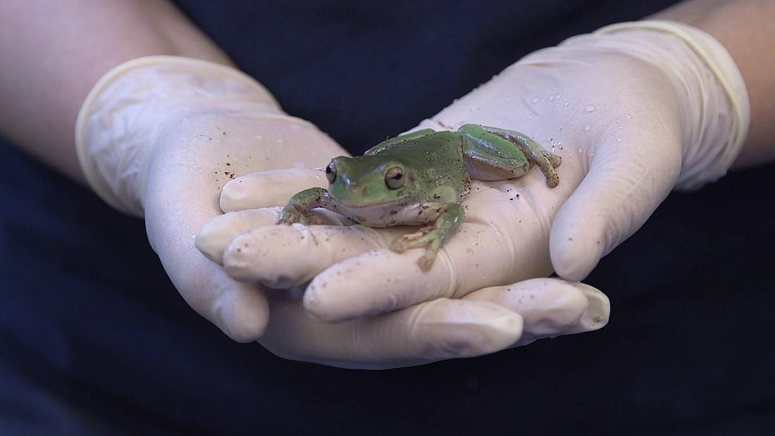 A new Mote Marine Laboratory exhibit features a first for the aquarium: Amphibians.