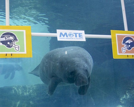 Mote Marine manatees make Super Bowl LVI prediction