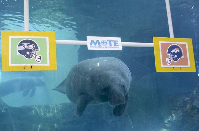 Buffett swam to a target with the Denver BroncosÃ¢â‚¬â„¢ logo Jan. 24. (Courtesy Mote Marine Aquarium)