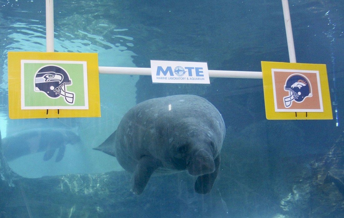 Buffett swam to a target with the Denver BroncosÃ¢â‚¬â„¢ logo Jan. 24. (Courtesy Mote Marine Aquarium)