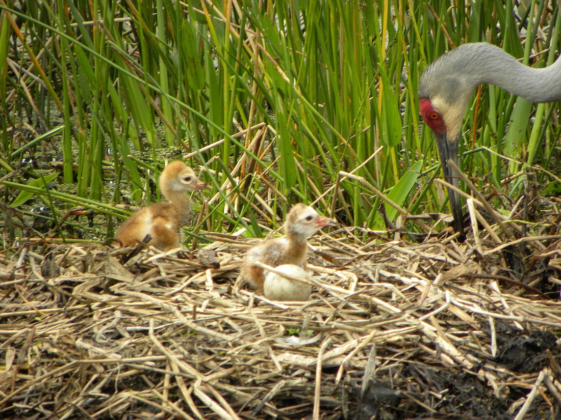 A sandhill crane nest hatched March 22 at Old Hyde Park Place in River Club.