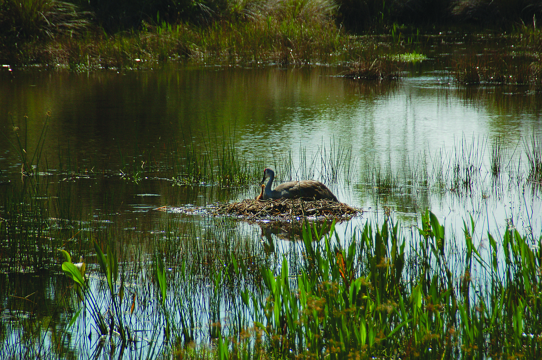 Roxanne Baxter Mendrinos submitted this photo of a sandhill crane and her baby sandhill crane, taken at a lake near the Lakewood Ranch Country Club.