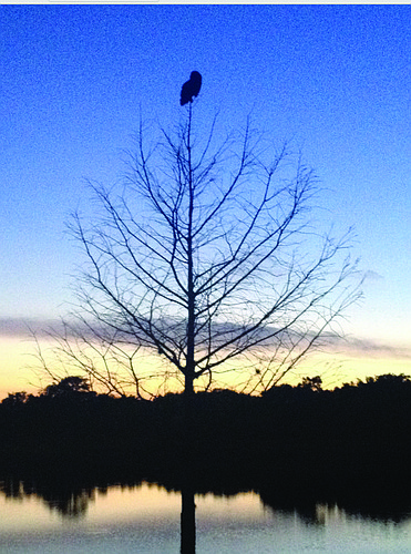 Shayla Bianchi submitted this photo of an owl perched on a tree near Greenbrook Adventure Park.