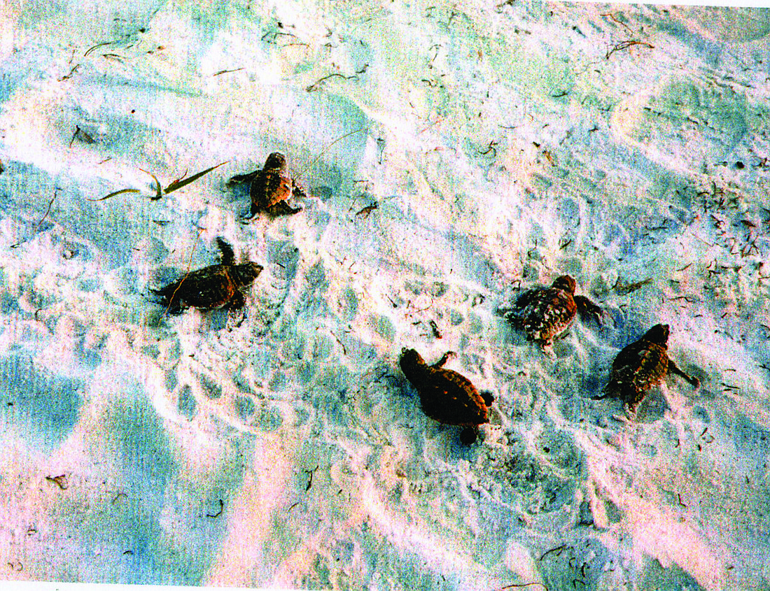 Hatchlings head toward the Gulf after hatching. Nests often contain between 100 and 120 eggs, but only one in 1,000 hatchlings typically survives to maturity. (File photo)