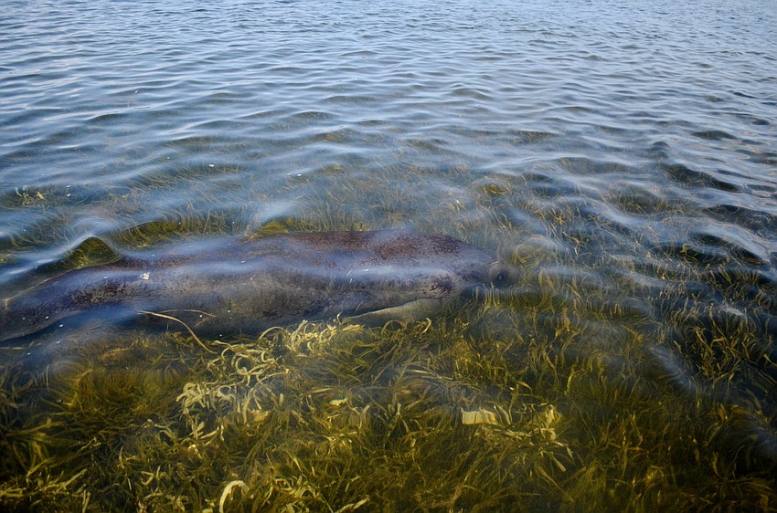A manatee swims through seagrass.