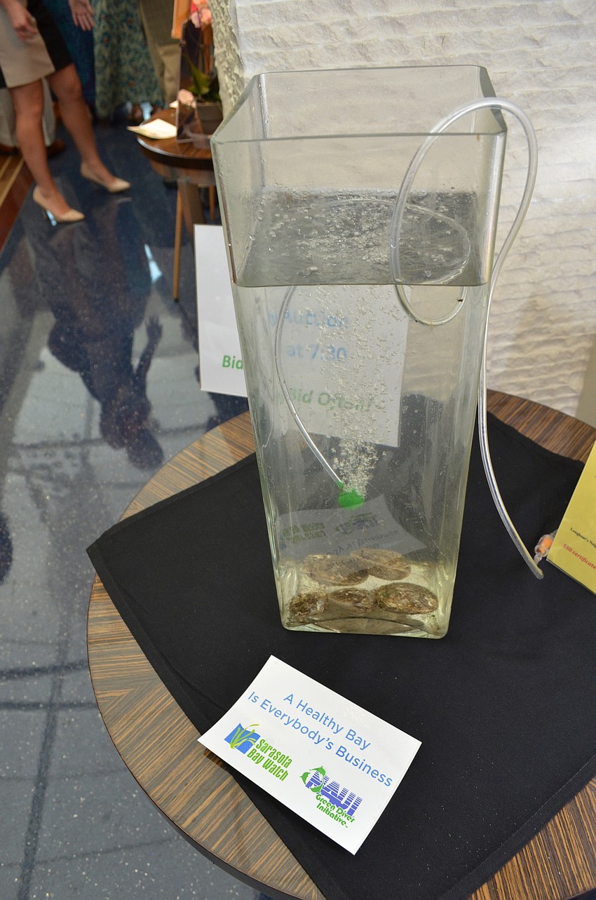 Scallops brought by Dr. Steve Geiger