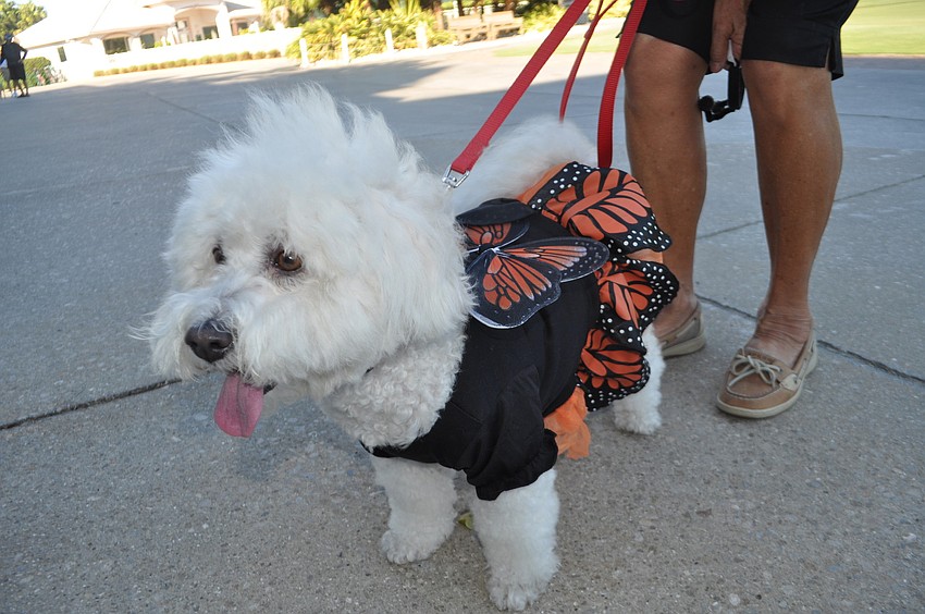 Brandy was a monarch butterfly