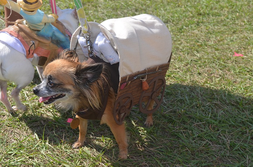 Twinkieâ€™s costume was handmade by owner Sasha Howard
