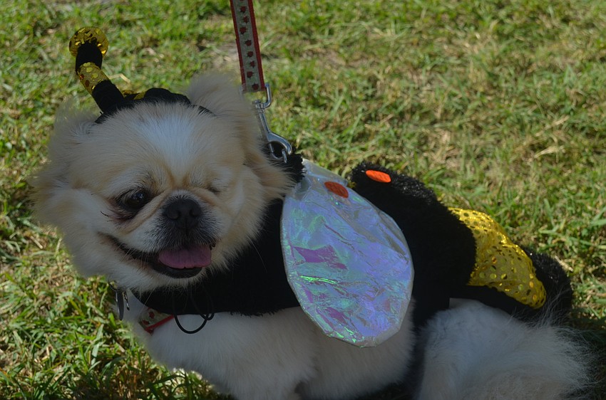 Beruska the bumble bee