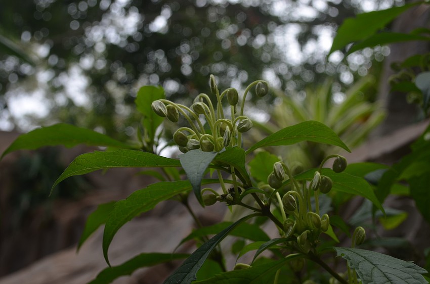 Visitors will come across interesting plants like the Rotheca, or more commonly known as the Musical Note.