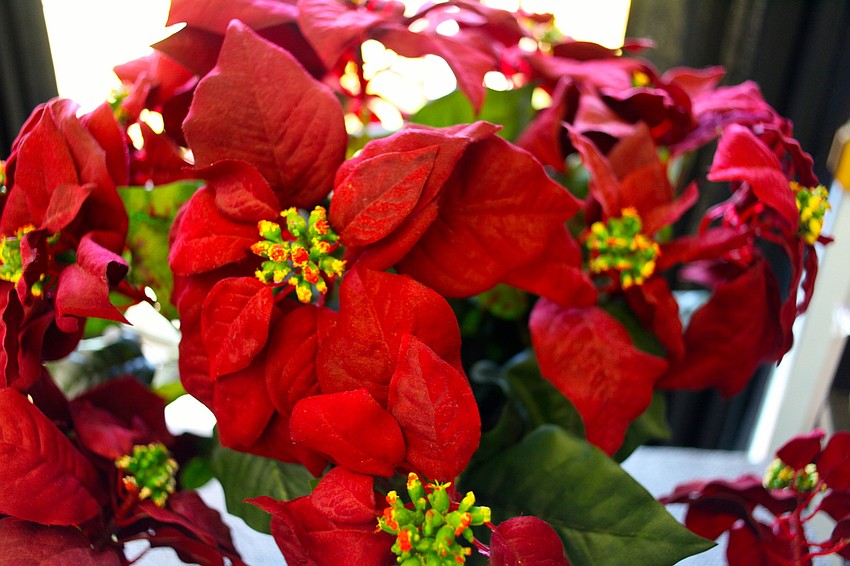 Poinsettias were also sold.