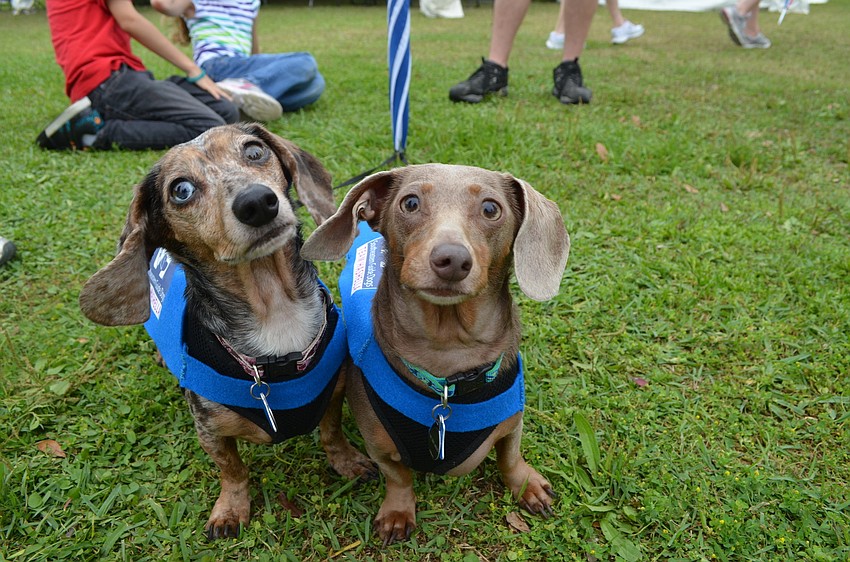 Stella and Bella support the Southeastern Guide Dogs