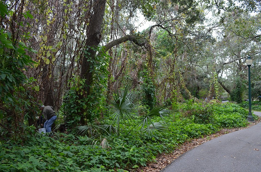 Volunteers spent three hours picking air potatoes.