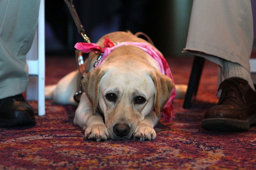 Cindi, Carlos Rivadullaâ€™s guide dog.
