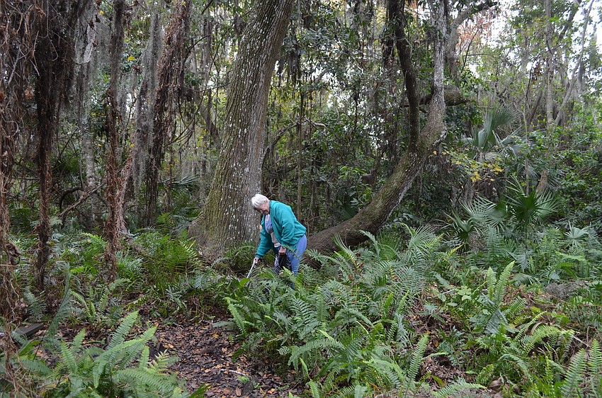 Carol Miller picks air potatoes in Arlington Park.