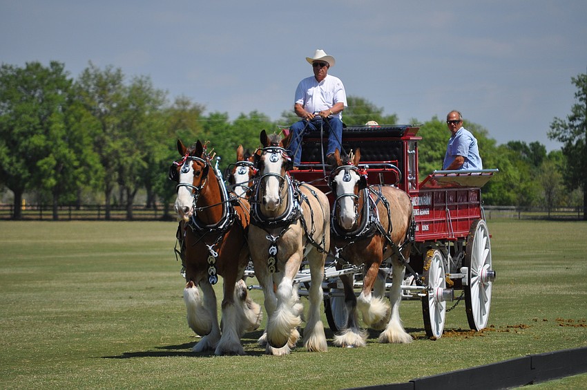 The team of Clydesdales pull event-goers at halftime.