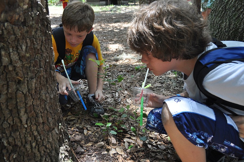J.T. Smithson and Evan Lynch hunted for mealworms.