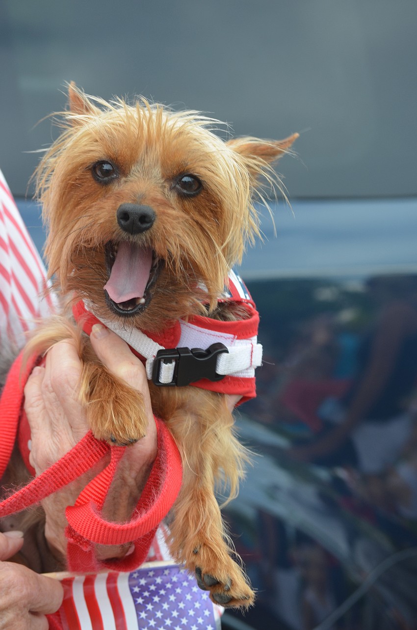 Missy is a silky terrier.